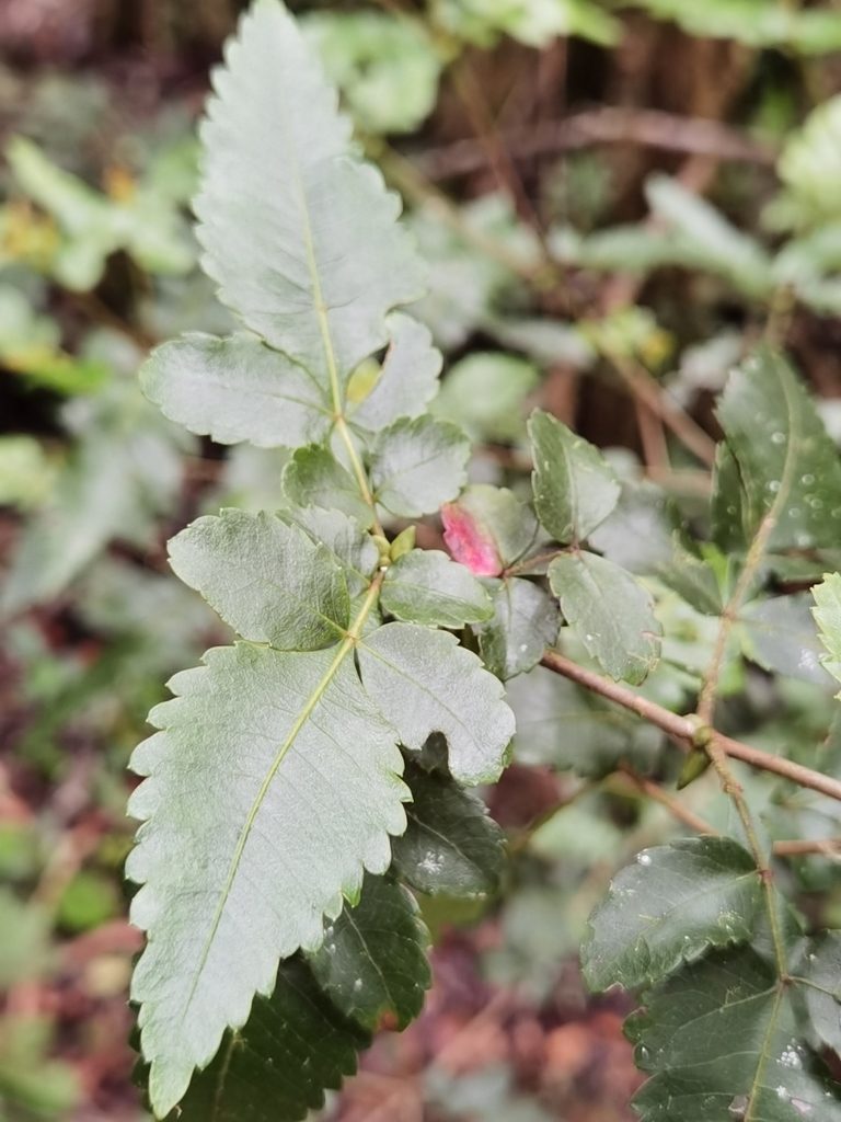 Weinmannia anisophylla, photographed by Eduardo Chacón Madrigal
