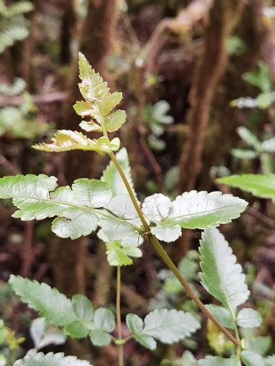 Weinmannia anisophylla, photographed by Eduardo Chacón Madrigal
