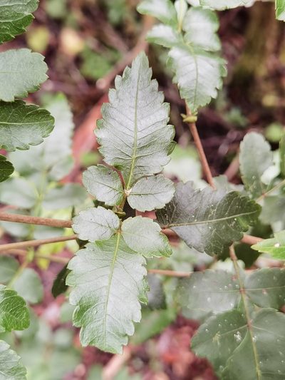 Weinmannia anisophylla, photographed by Eduardo Chacón Madrigal