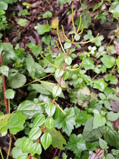Peperomia esperanzana, photographed by Eduardo Chacón Madrigal