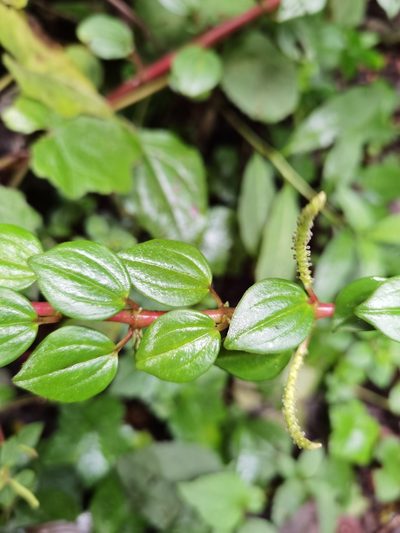Peperomia esperanzana, photographed by Eduardo Chacón Madrigal