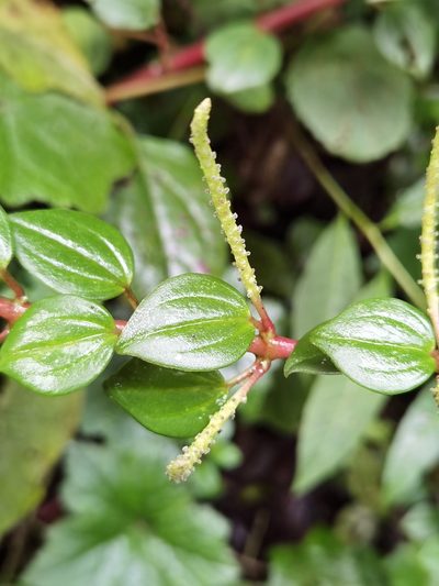 Peperomia esperanzana, photographed by Eduardo Chacón Madrigal