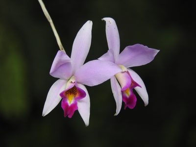Laelia anceps, photographed by Victor De la Cruz