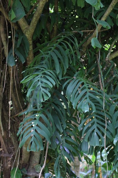 Monstera tenuis, photographed by Jake Rehage