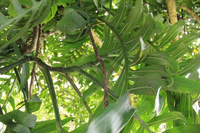 Monstera tenuis, photographed by Jake Rehage