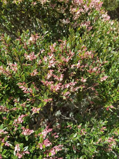 Vaccinium consanguineum, photographed by Eduardo Chacón Madrigal