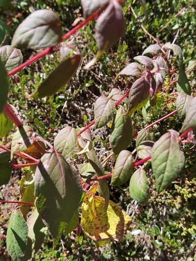 Fuchsia splendens, photographed by Eduardo Chacón Madrigal