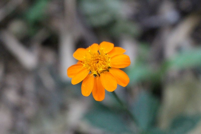Comaclinium montanum, photographed by Jake Rehage