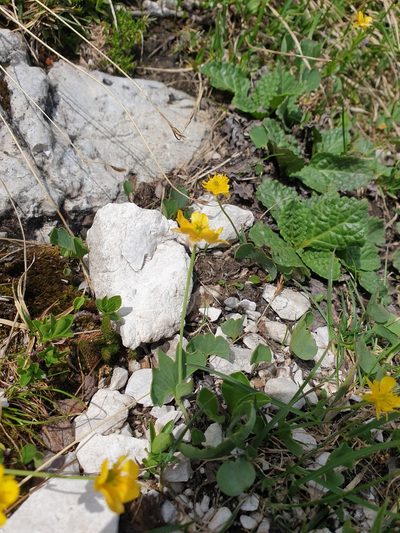 Ranunculus hybridus, photographed by Étienne Léveillé-Bourret