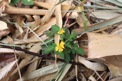 Oxalis frutescens, photographed by Jake Rehage