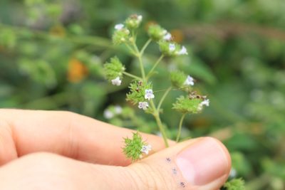 Mesosphaerum urticodes, photographed by Jake Rehage