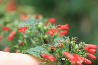 Russelia sarmentosa, photographed by Jake Rehage