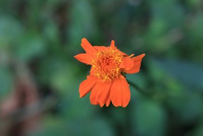 Comaclinium montanum, photographed by Jake Rehage