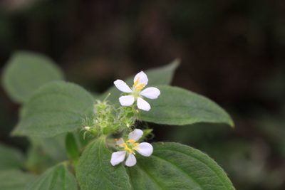 Chaetogastra longifolia, photographed by Jake Rehage