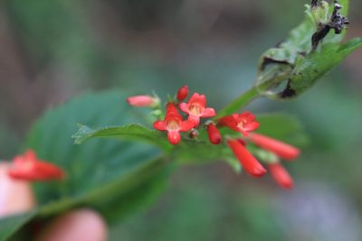 Russelia sarmentosa, photographed by Jake Rehage