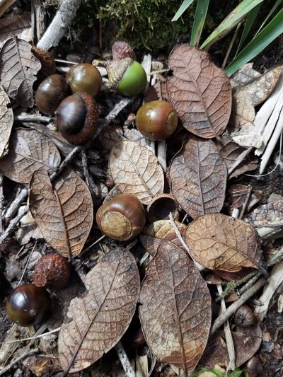 Quercus costaricensis, photographed by Eduardo Chacón Madrigal
