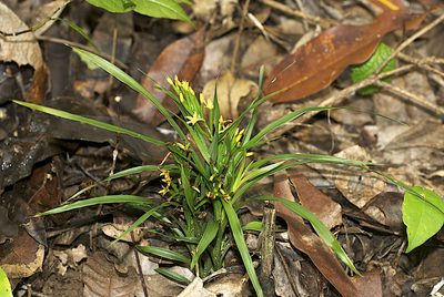 Apostasia wallichii, photographed by garywwilson