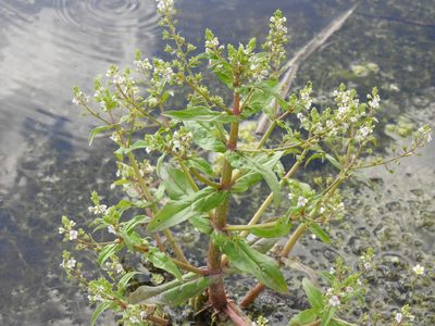 Veronica catenata, photographed by Maria