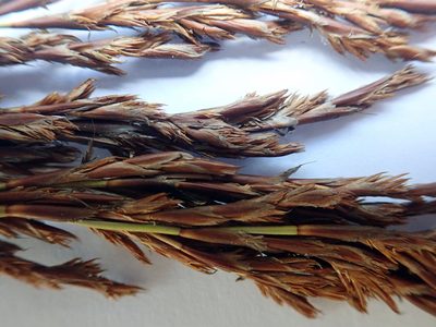 Sporadanthus traversii, photographed by Peter de Lange