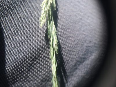 Muhlenbergia mexicana, photographed by Étienne Lacroix-Carignan