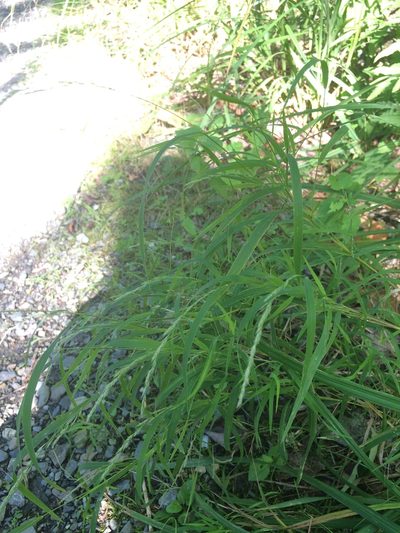Muhlenbergia mexicana, photographed by Étienne Lacroix-Carignan