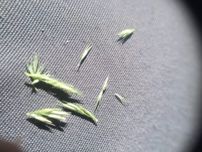 Muhlenbergia mexicana, photographed by Étienne Lacroix-Carignan