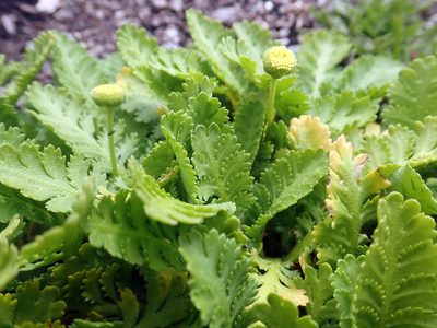 Leptinella potentillina, photographed by Peter de Lange
