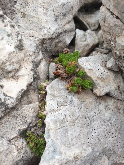 Saxifraga sedoides, photographed by Étienne Léveillé-Bourret