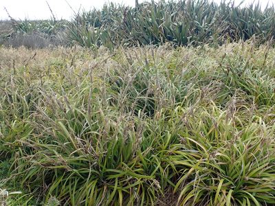 Carex trifida, photographed by Peter de Lange