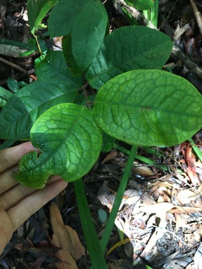 Palmeria racemosa, photographed by Thomas Mesaglio