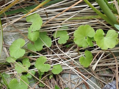 Hydrocotyle robusta, photographed by Peter de Lange