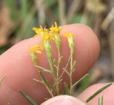 Euthamia caroliniana, photographed by natalie