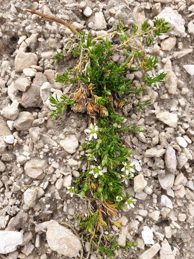 Moehringia ciliata, photographed by Étienne Léveillé-Bourret
