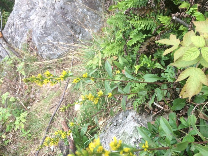 Solidago randii, photographed by Étienne Lacroix-Carignan