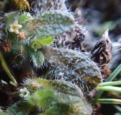 Myosotis brevis, photographed by John Steel