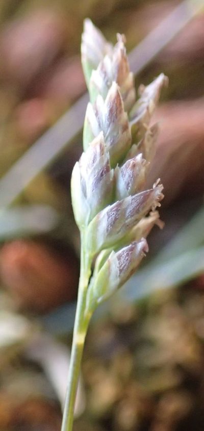 Poa maniototo, photographed by John Steel