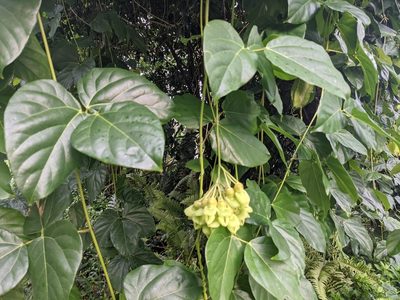Mucuna gigantea, photographed by Zoltán Stekkelpak