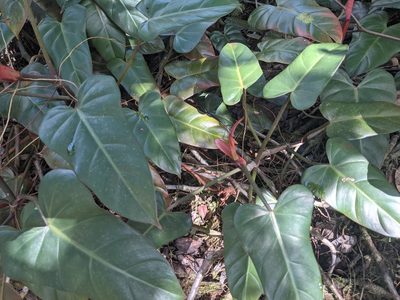 Philodendron erubescens, photographed by Zoltán Stekkelpak