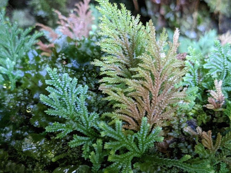 Selaginella arbuscula, photographed by Zoltán Stekkelpak
