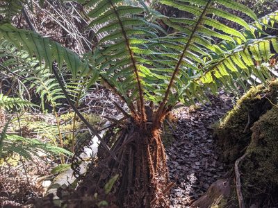 Dryopteris wallichiana, photographed by Zoltán Stekkelpak
