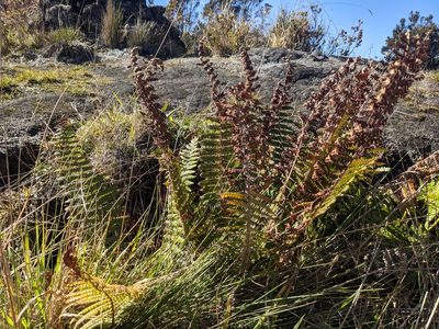 Dryopteris wallichiana, photographed by Zoltán Stekkelpak