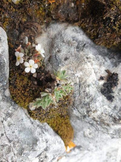 Androsace hausmannii, photographed by Étienne Léveillé-Bourret