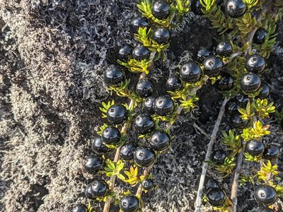 Coprosma ernodeoides, photographed by Zoltán Stekkelpak