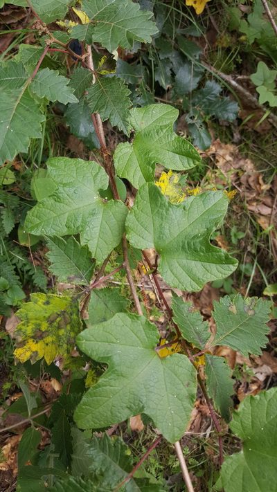 Passiflora exsudans, photographed by Leonardo O. Alvarado Cárdenas
