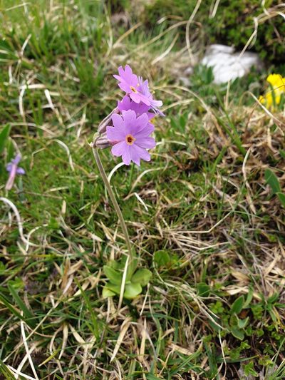 Primula halleri, photographed by Étienne Léveillé-Bourret