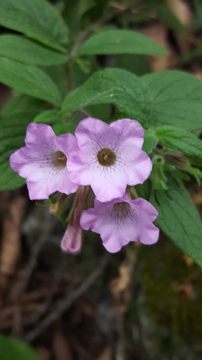 Nama sericea, photographed by Leonardo O. Alvarado Cárdenas