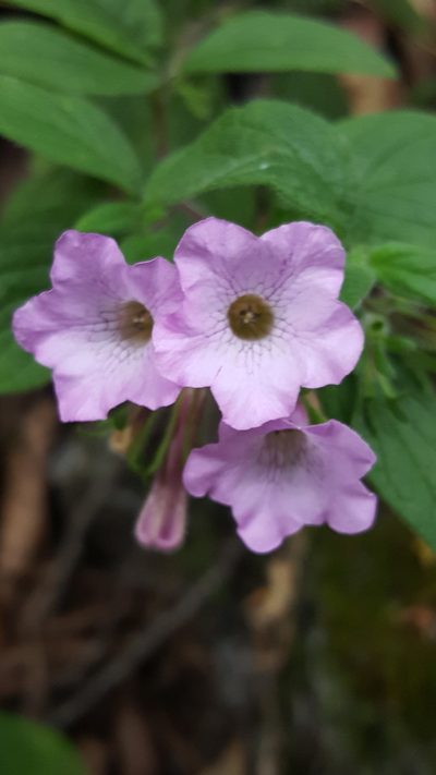 Nama sericea, photographed by Leonardo O. Alvarado Cárdenas