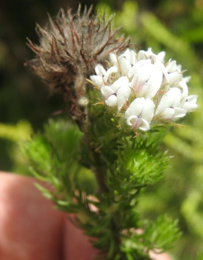 Aspalathus cerrhantha, photographed by Matthew Fainman