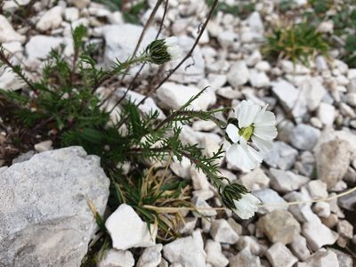 Achillea oxyloba, photographed by Étienne Léveillé-Bourret
