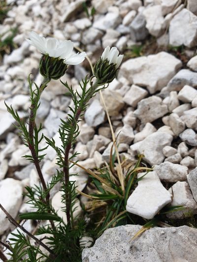 Achillea oxyloba, photographed by Étienne Léveillé-Bourret